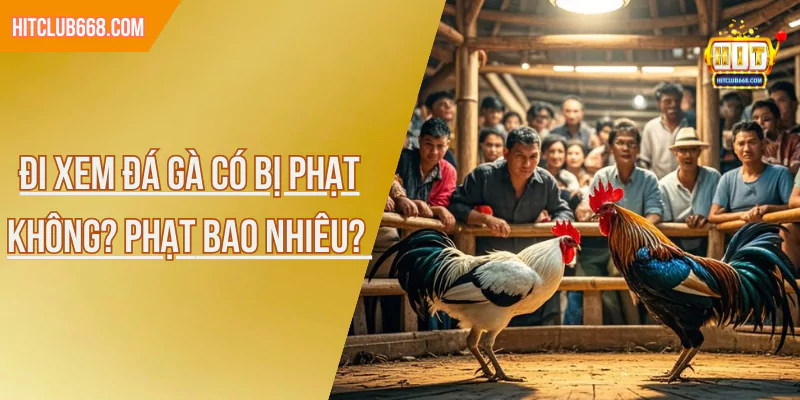 Đi Xem Đá Gà Có Bị Phạt Không? Phạt Bao Nhiêu?