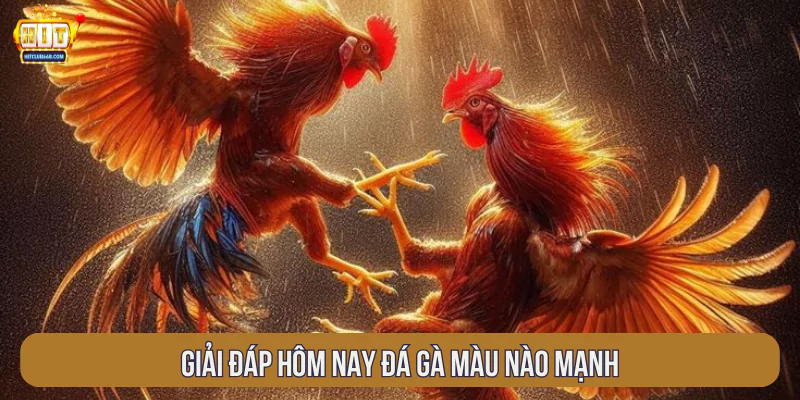 Giải đáp hôm nay đá gà màu nào mạnh