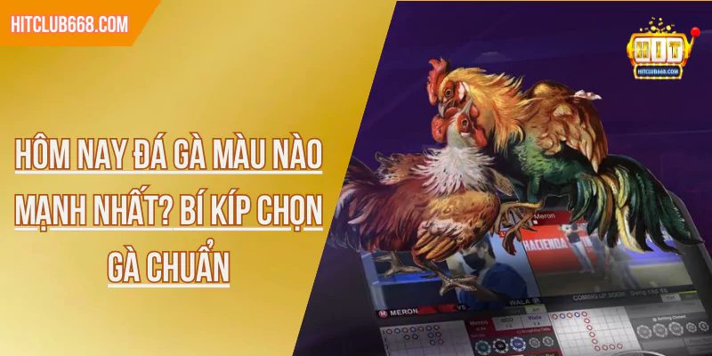 Hôm nay đá gà màu nào mạnh nhất? Bí kíp chọn gà chuẩn
