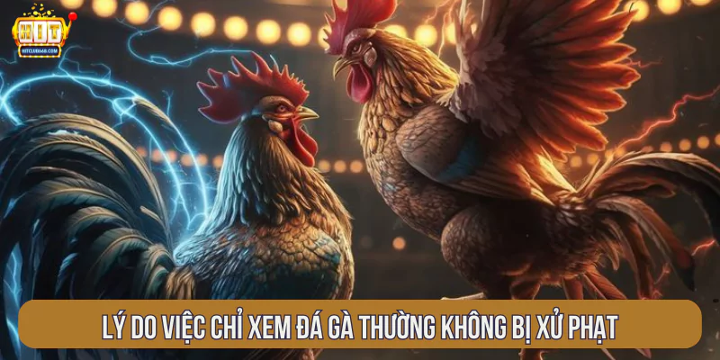 Lý do việc chỉ xem đá gà thường không bị xử phạt