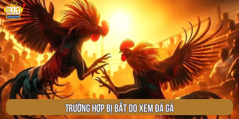 Trường hợp bị bắt do xem đá gà