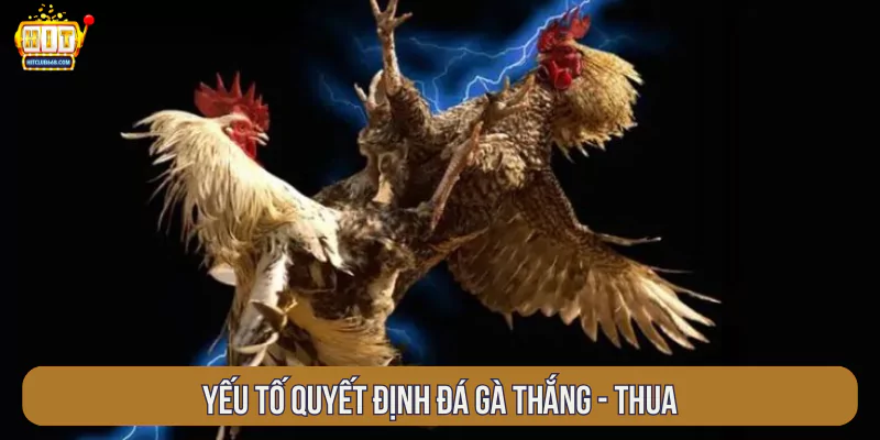 Yếu tố quyết định đá gà thắng - thua